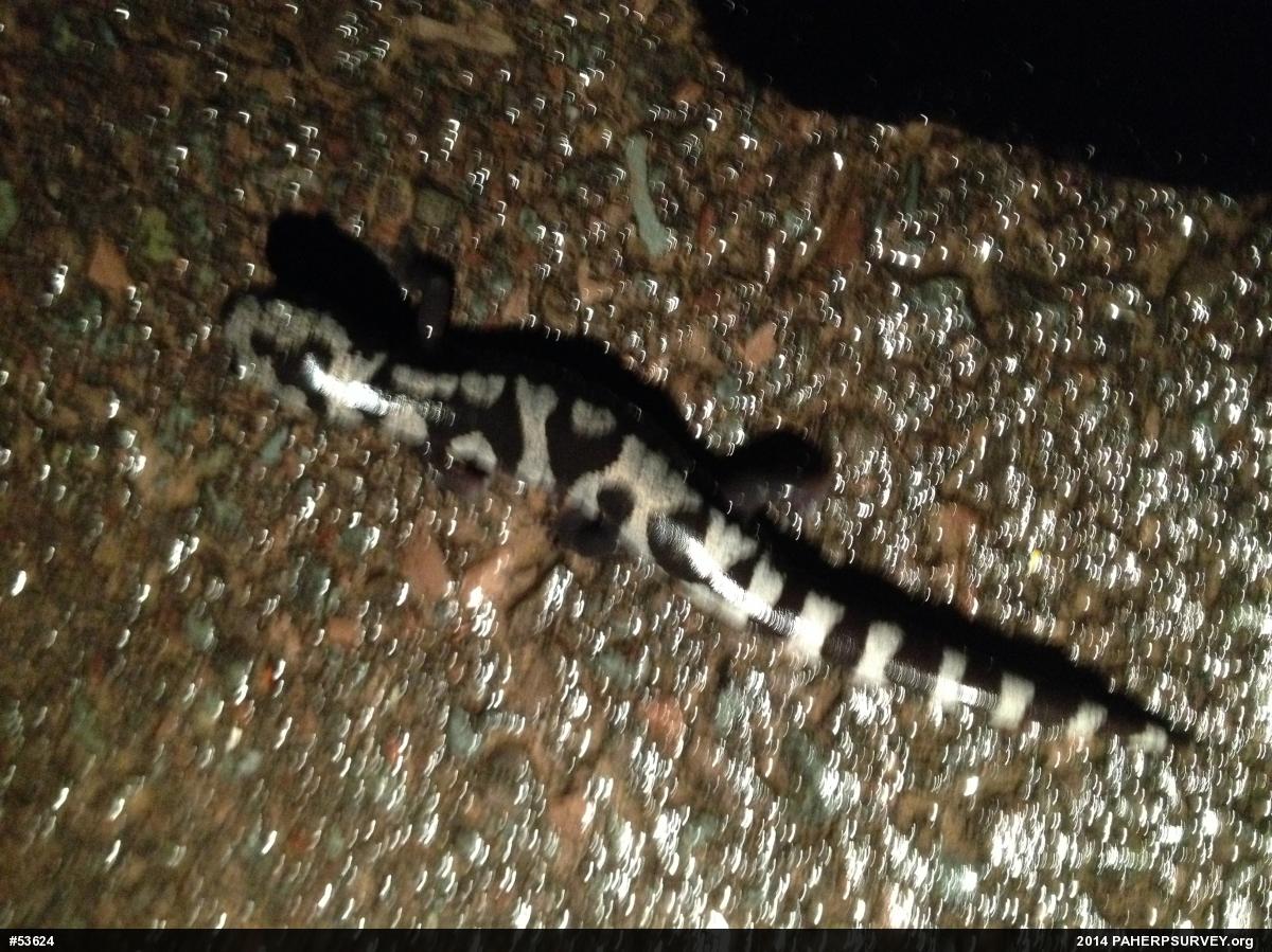 Marbled Salamander