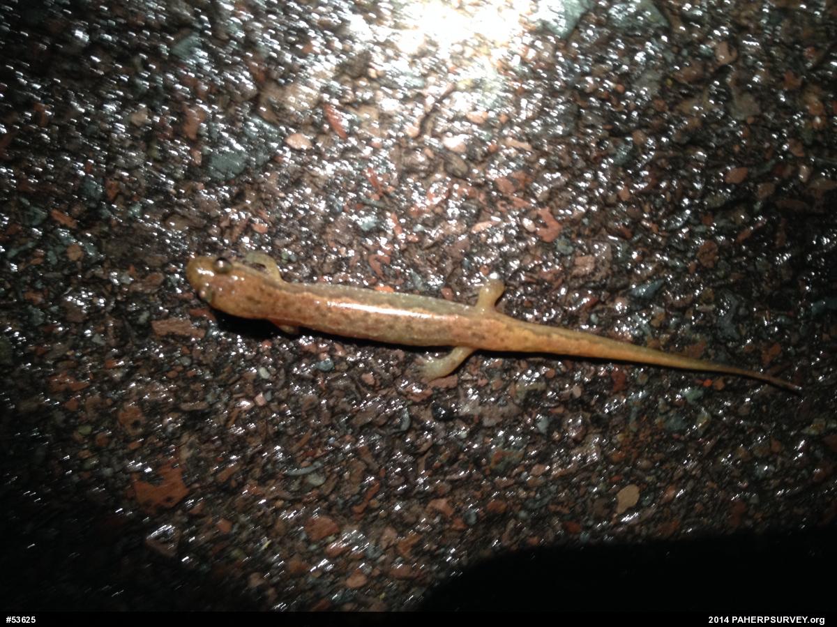 Northern Dusky Salamander