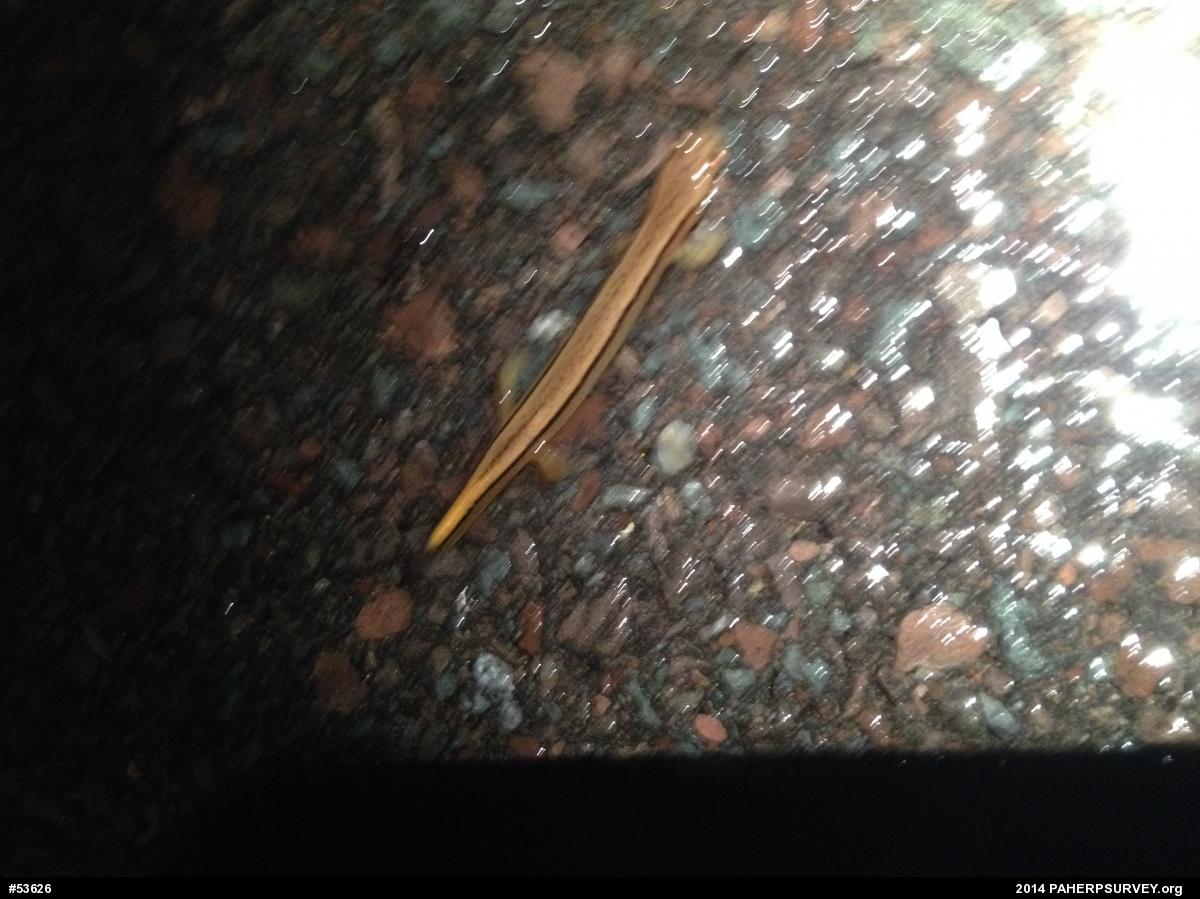 Northern Two-lined Salamander