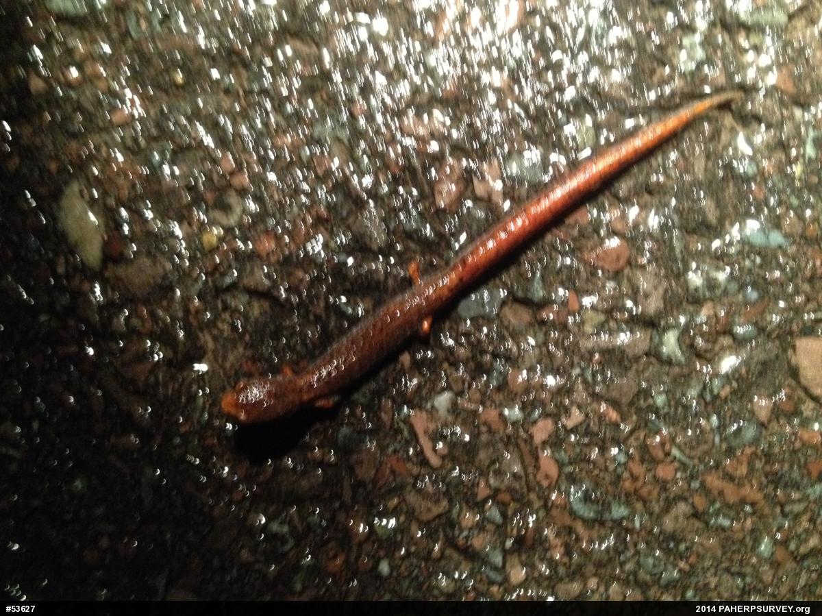 Four-toed Salamander