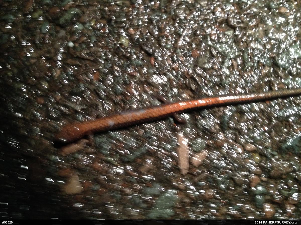 Eastern Red-backed  Salamander