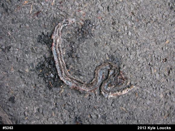 Eastern Gartersnake