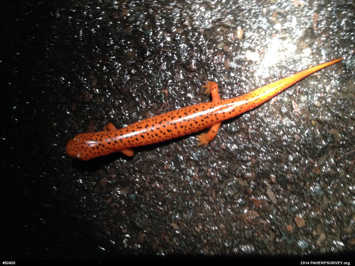 Northern Red Salamander