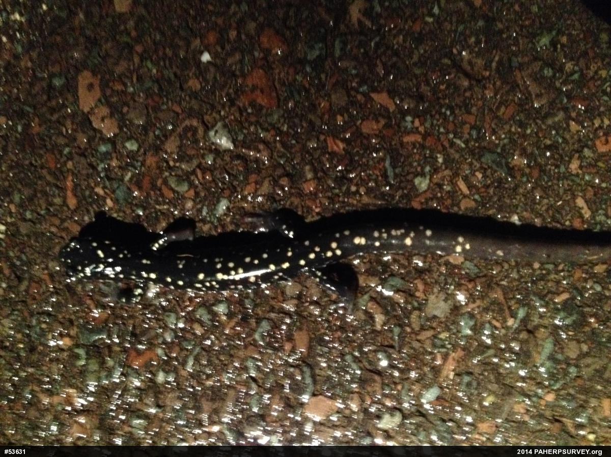 Northern Slimy Salamander