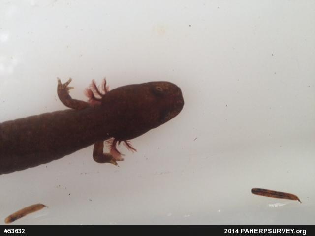 Northern Spring Salamander