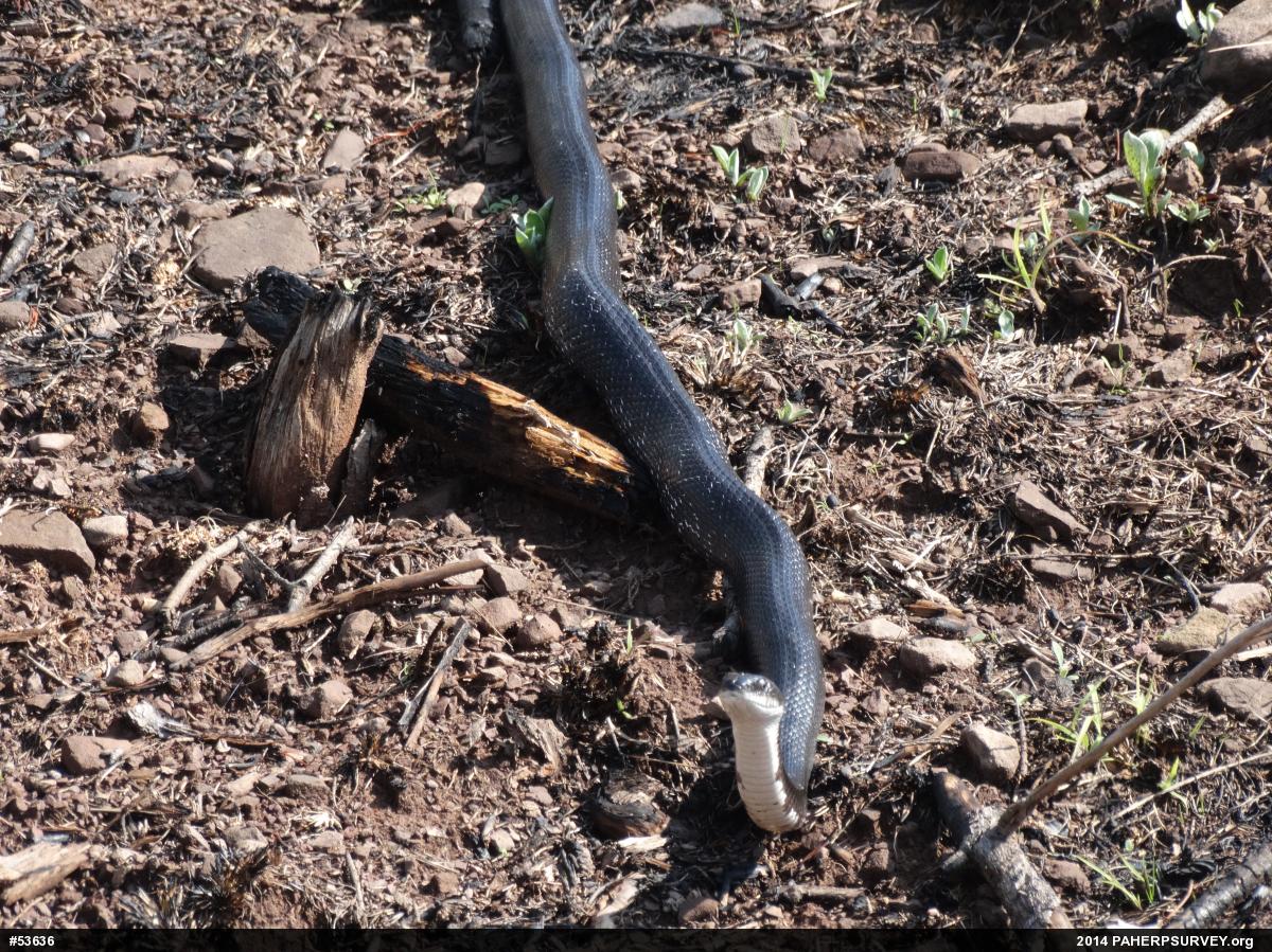 Eastern Ratsnake