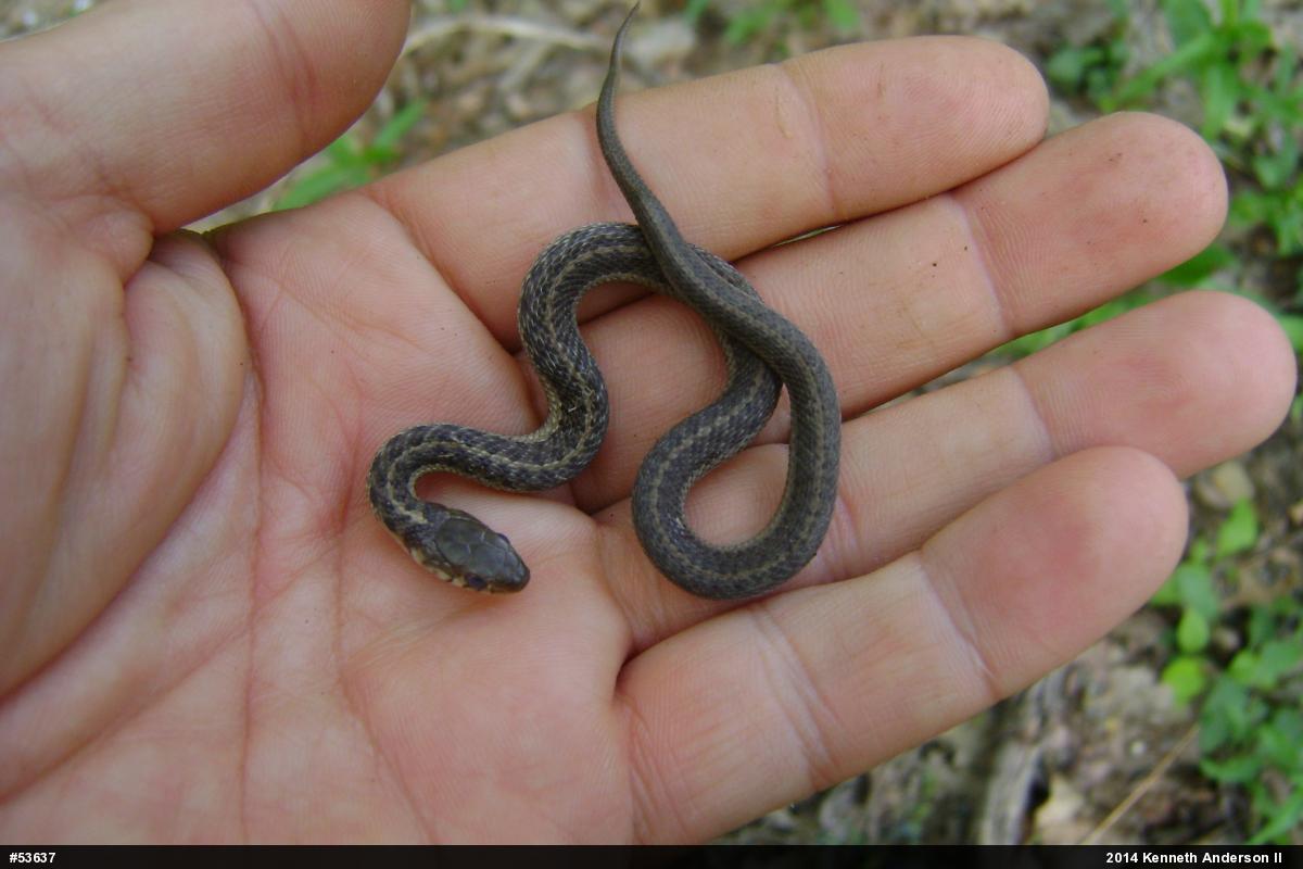 Eastern Gartersnake