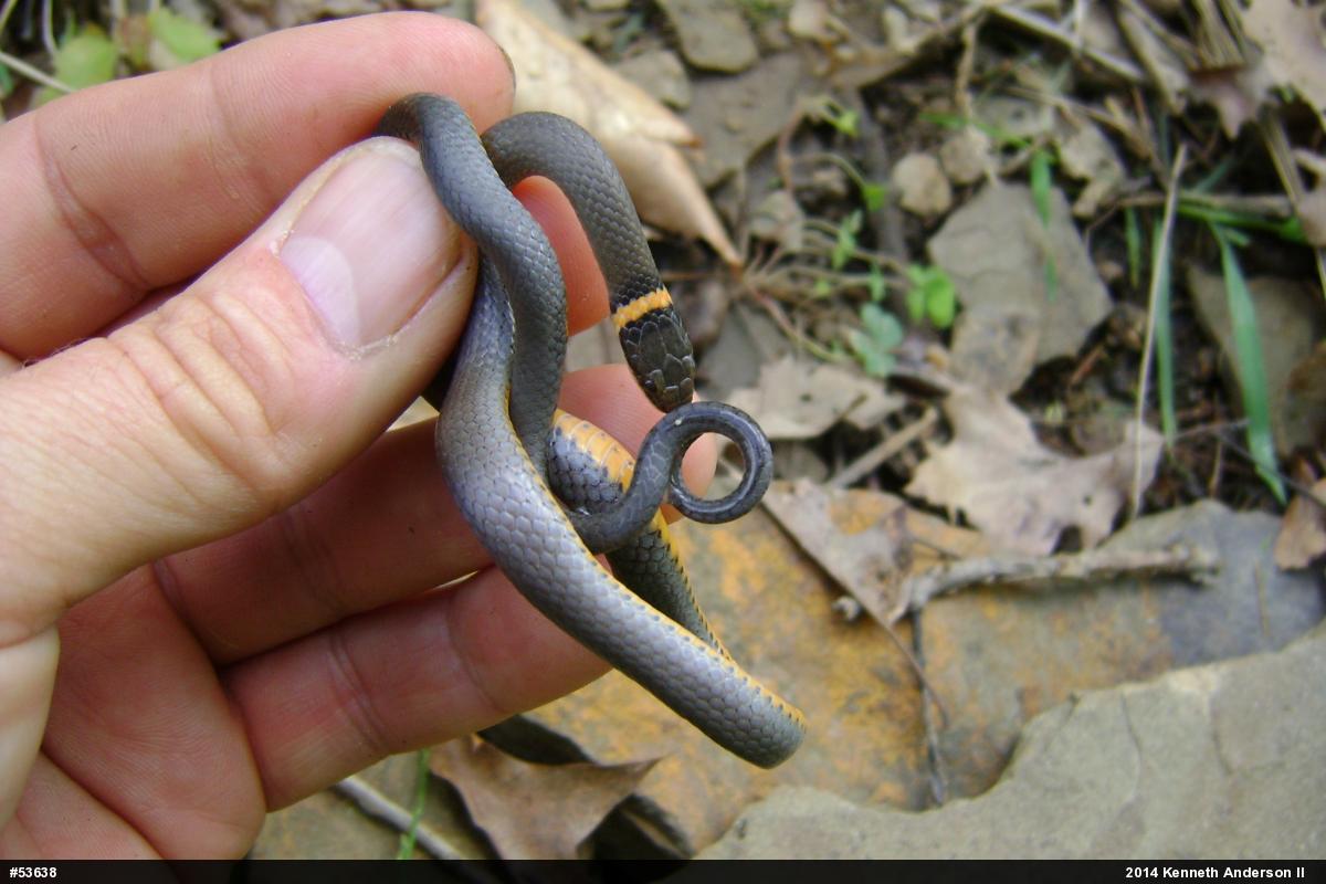 Northern Ring-necked Snake