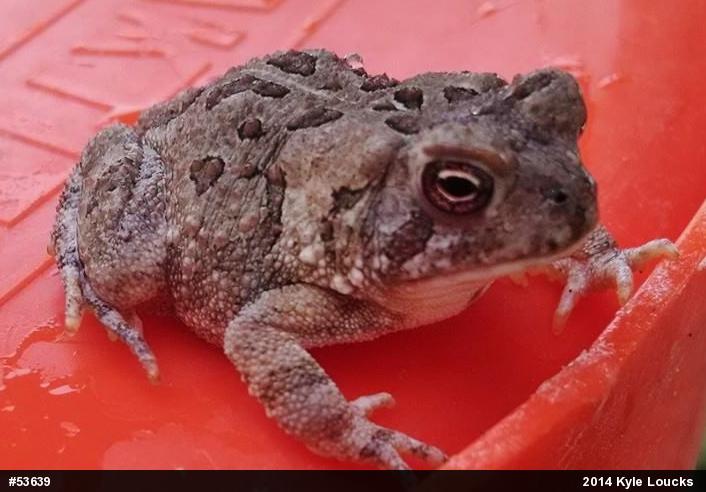 True Toads