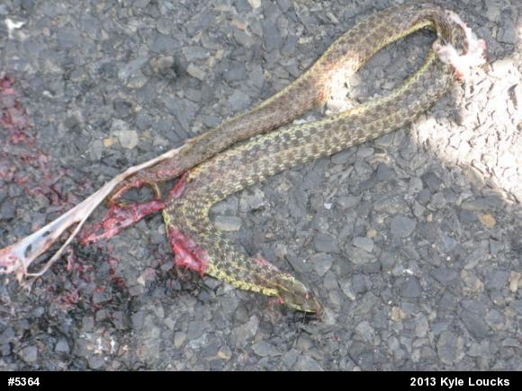 Eastern Gartersnake