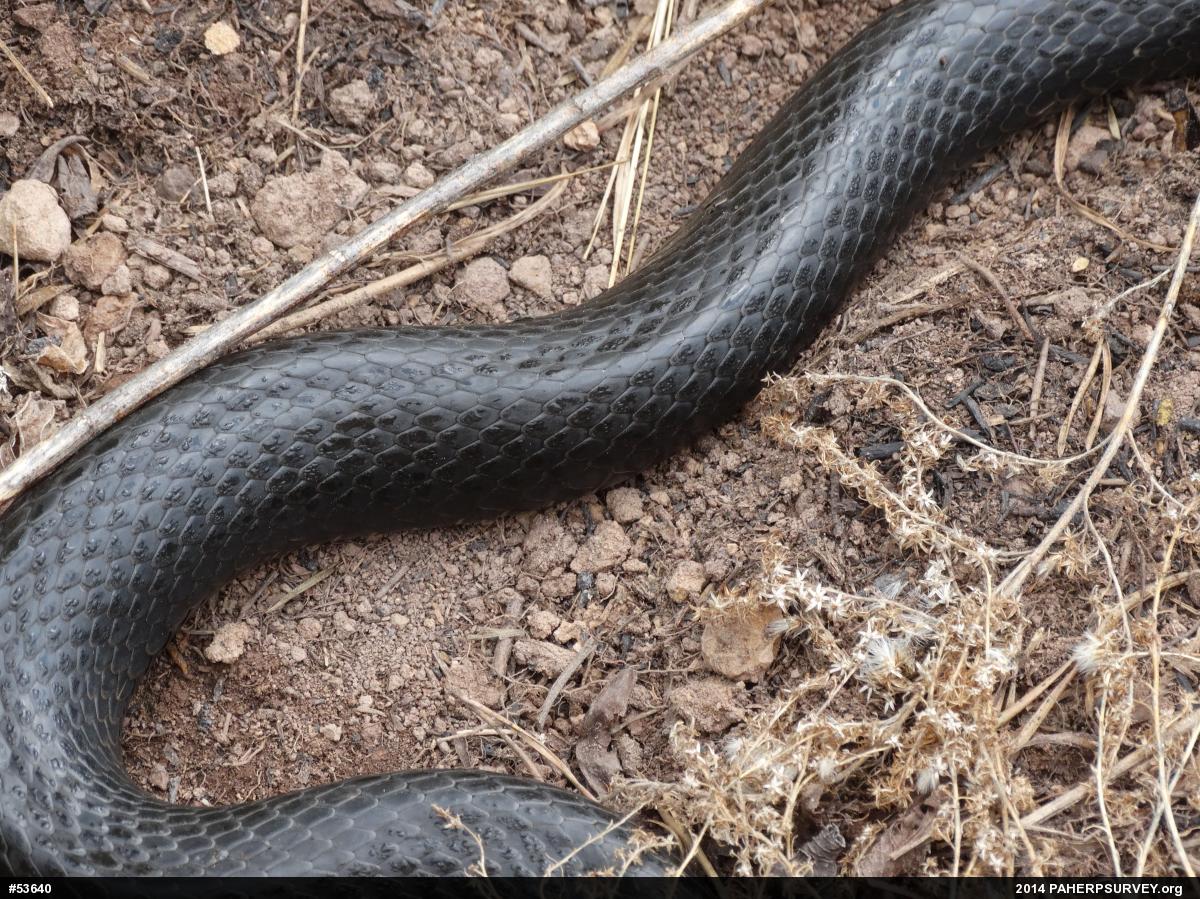 Northern Black Racer