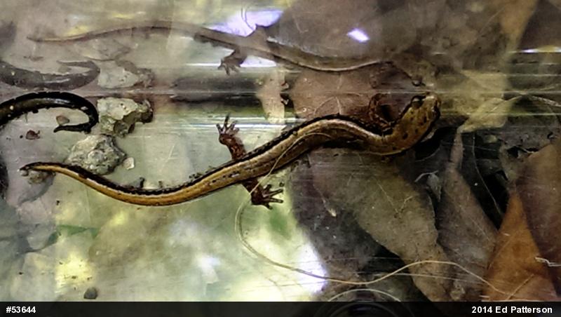 Northern Two-lined Salamander