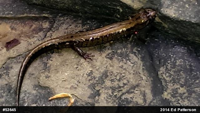 Allegheny Mountain Dusky Salamander