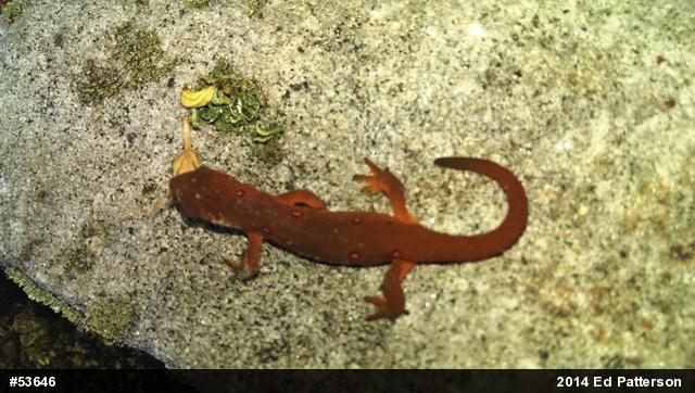 Red-spotted Newt