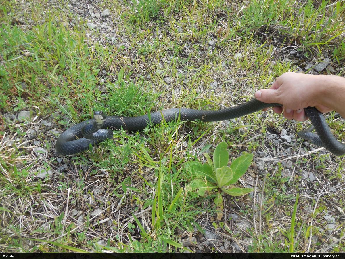 Northern Black Racer