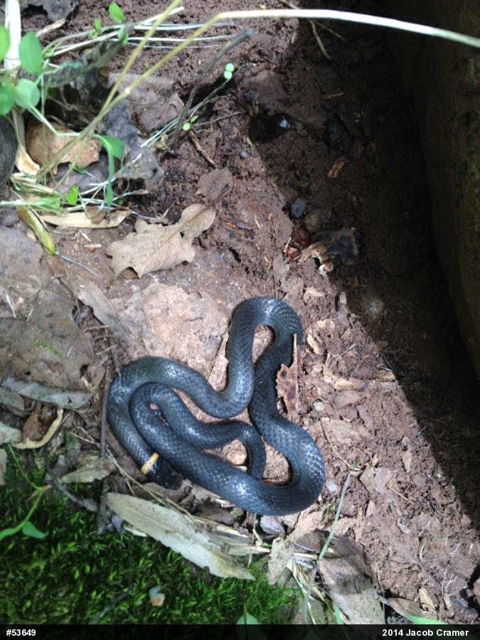 Northern Ring-necked Snake