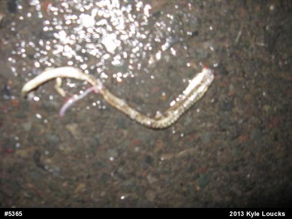 Eastern Gartersnake