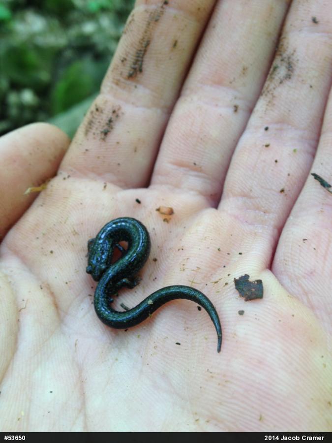Eastern Red-backed  Salamander