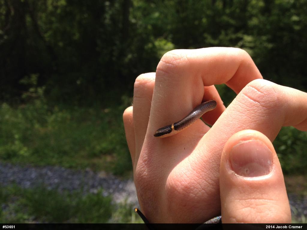 Northern Ring-necked Snake