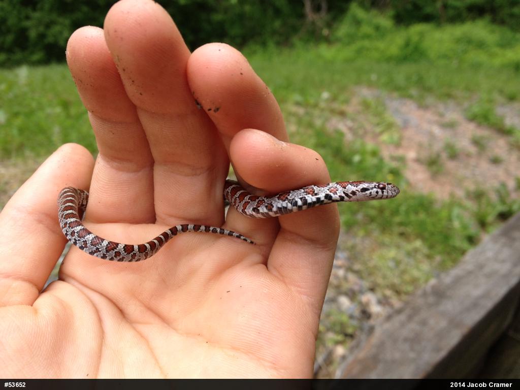 Eastern Milksnake