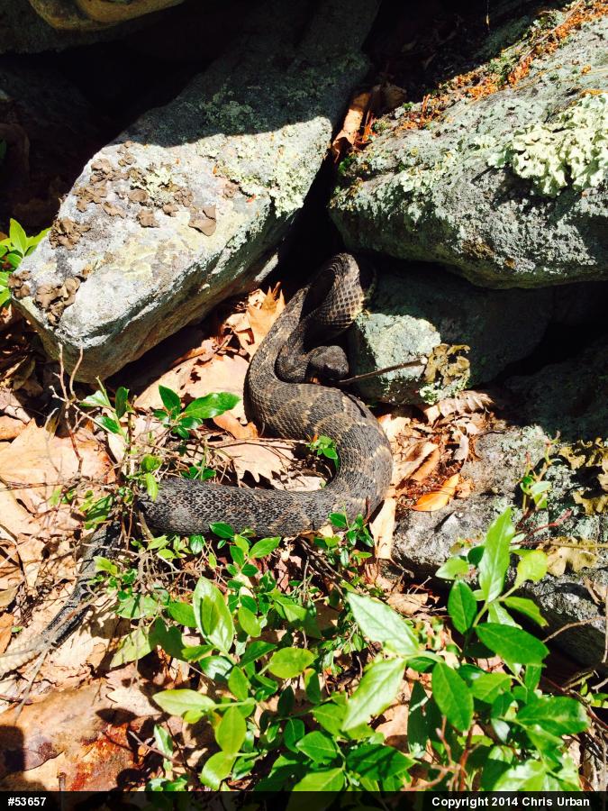 Timber Rattlesnake