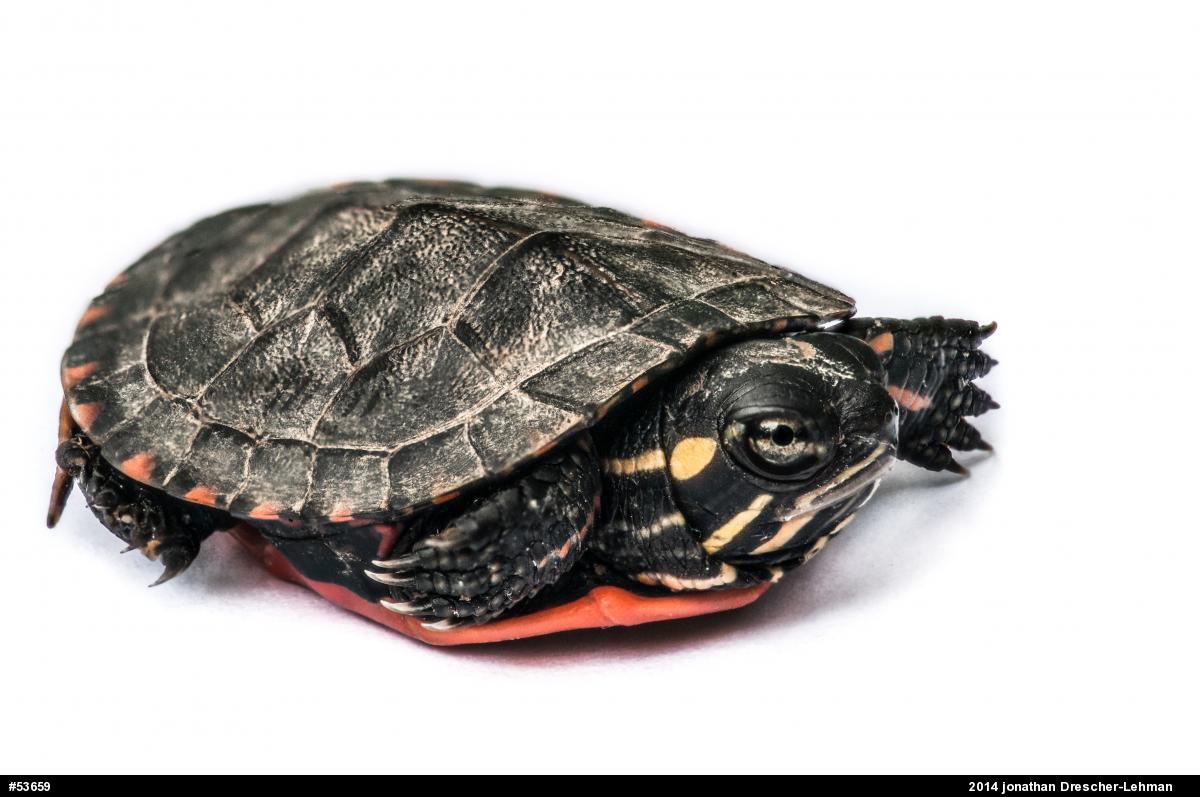 Eastern Painted Turtle