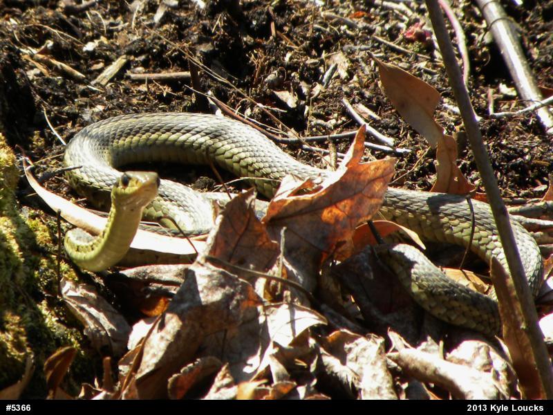 Eastern Gartersnake