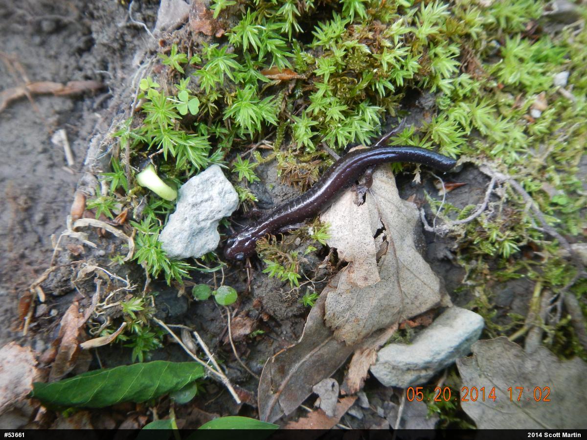 Eastern Red-backed  Salamander