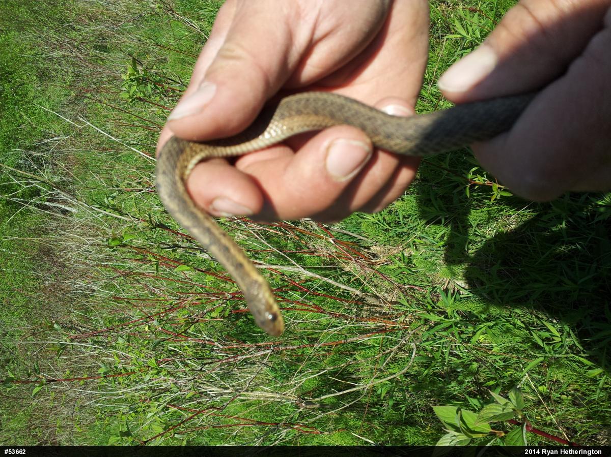 Eastern Gartersnake