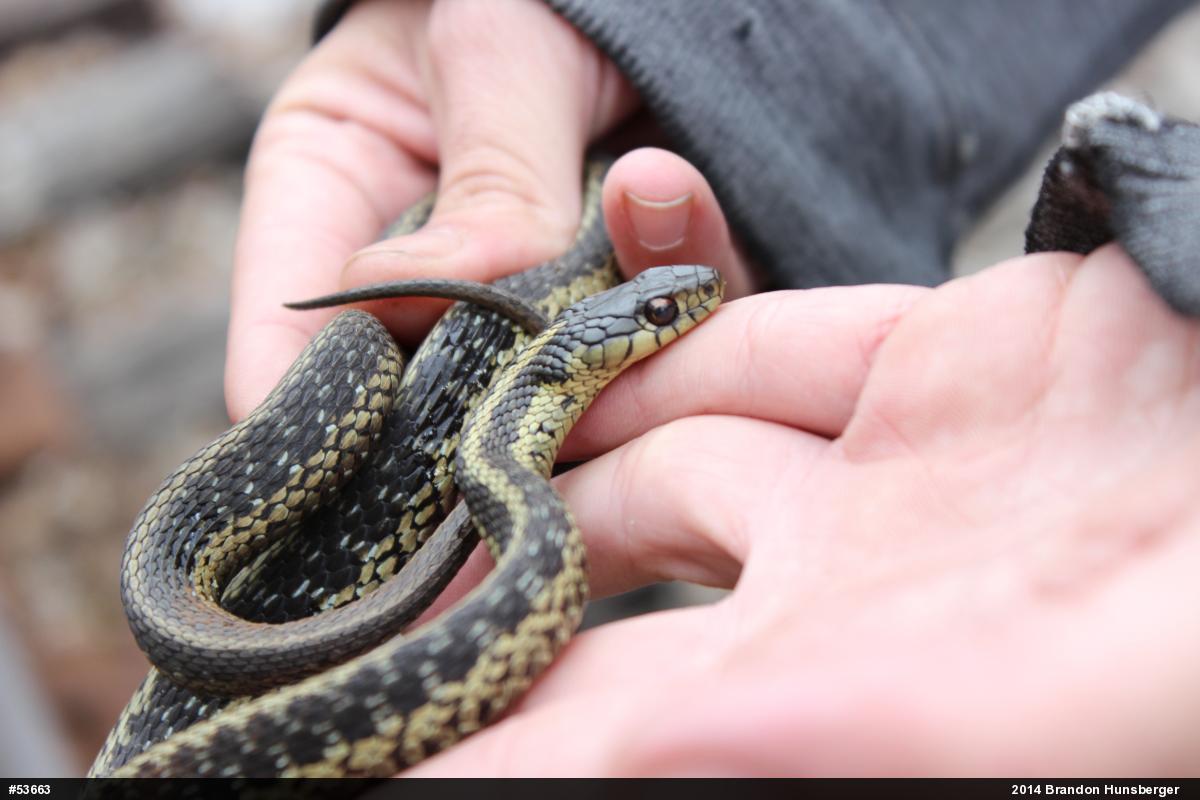 Eastern Gartersnake