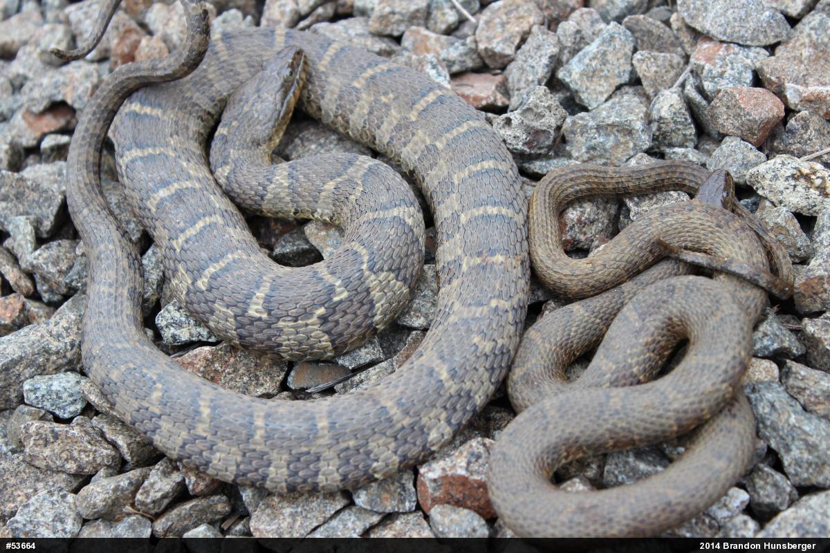 Northern Watersnake