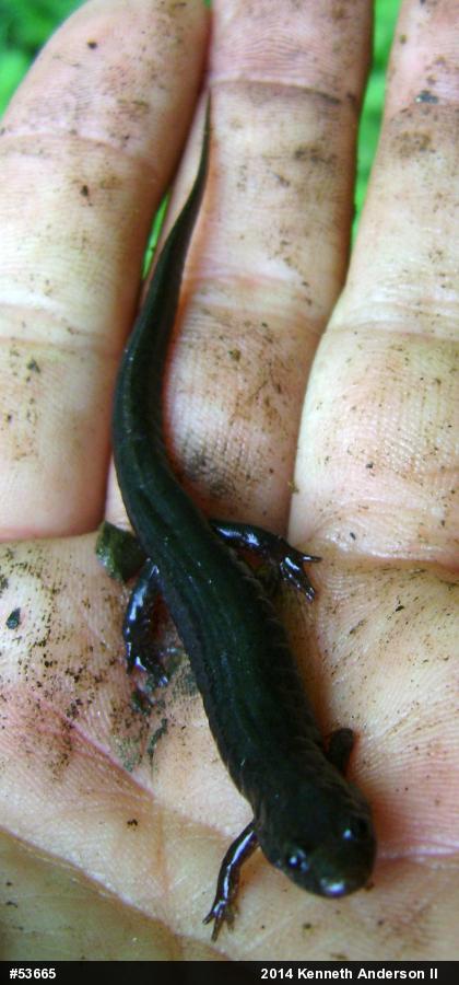 Northern Dusky Salamander