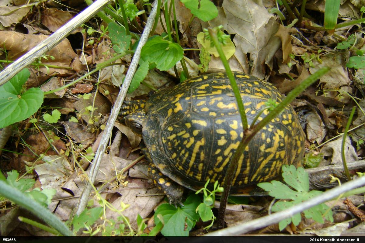 Eastern Box Turtle