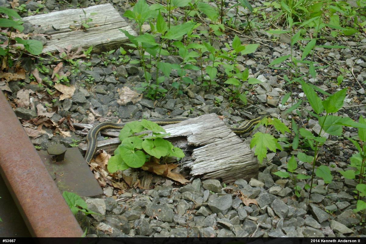 Eastern Gartersnake