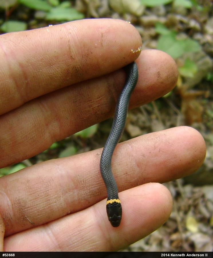 Northern Ring-necked Snake