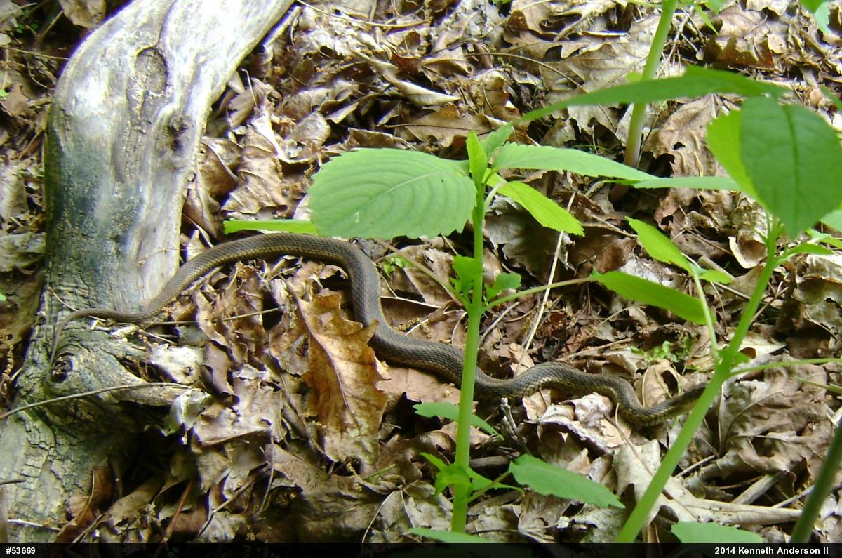 Eastern Gartersnake