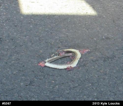 Eastern Gartersnake