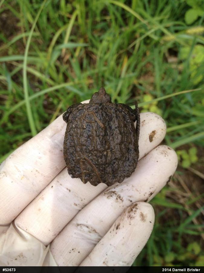 Snapping Turtle