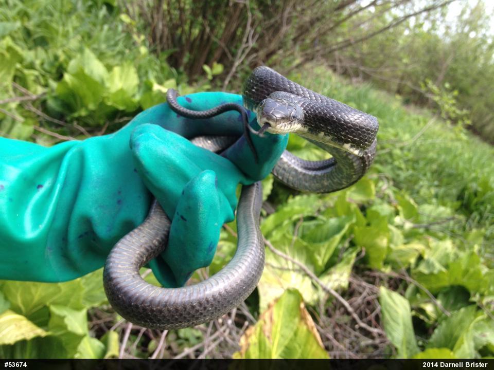 Eastern Ratsnake