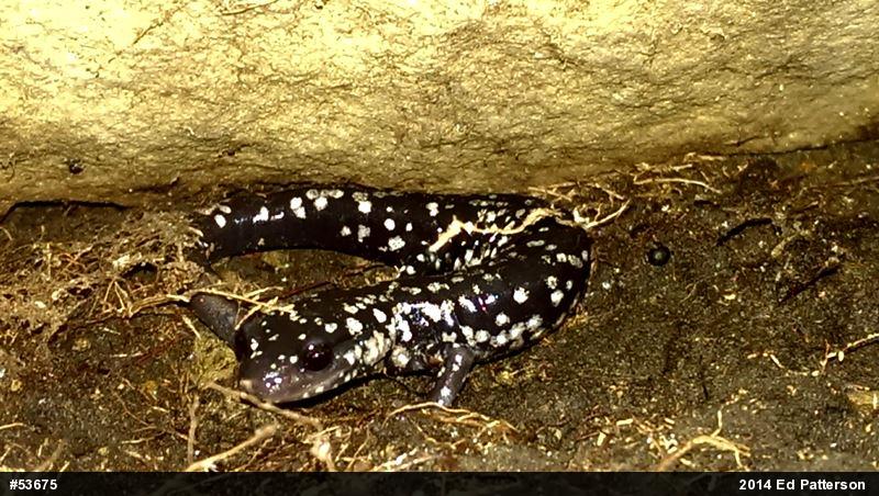 Northern Slimy Salamander