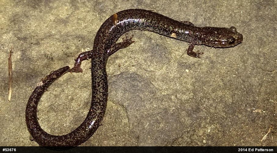 Valley And Ridge Salamander