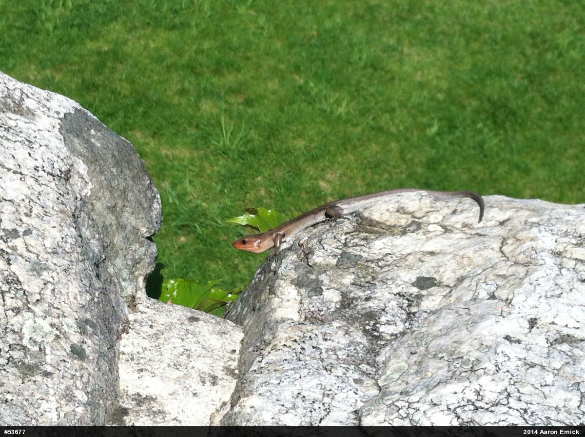 Common Five-lined Skink