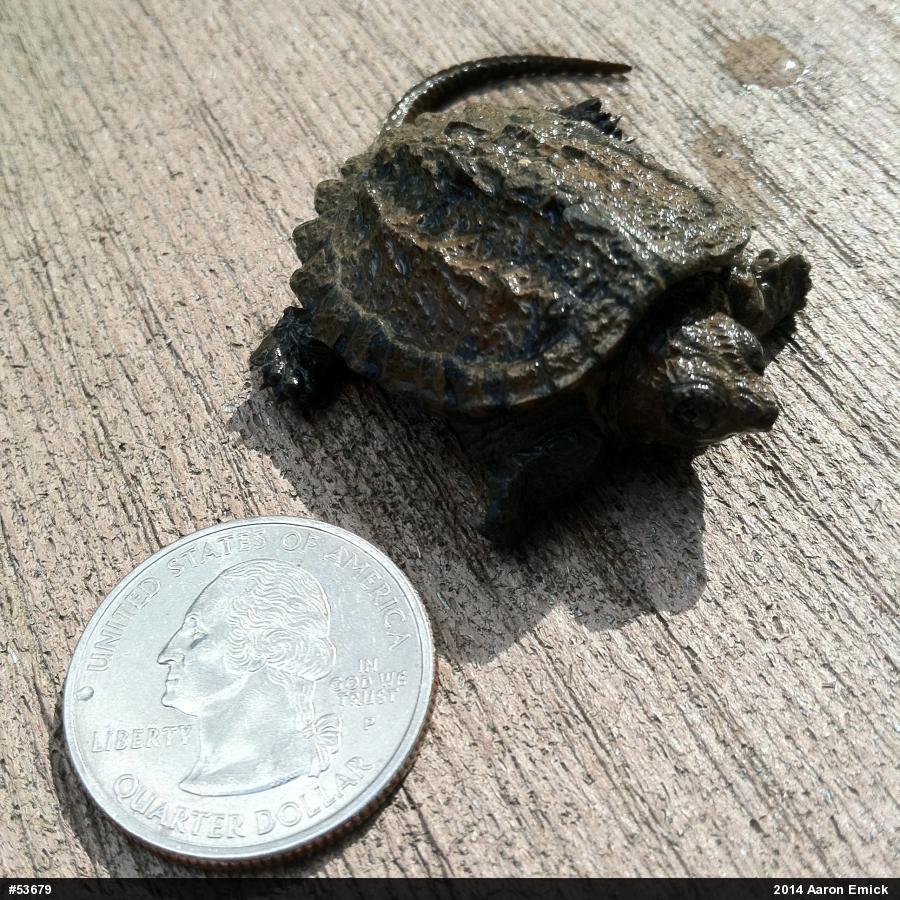 Snapping Turtle