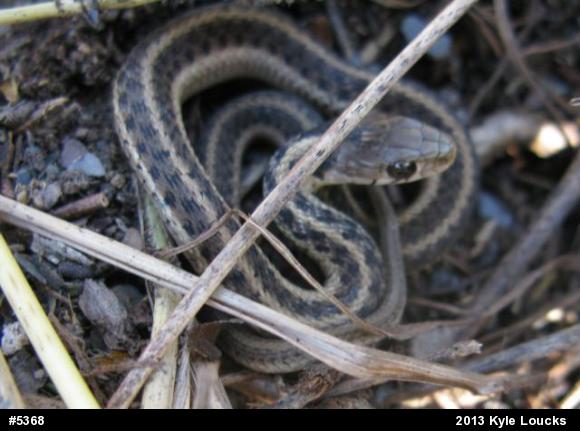 Eastern Gartersnake