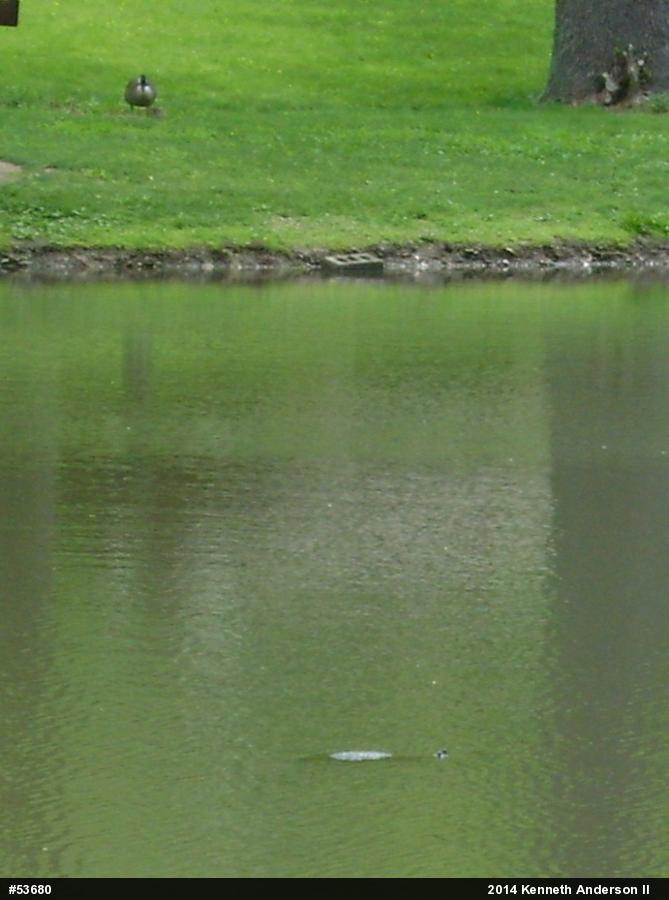 Snapping Turtle