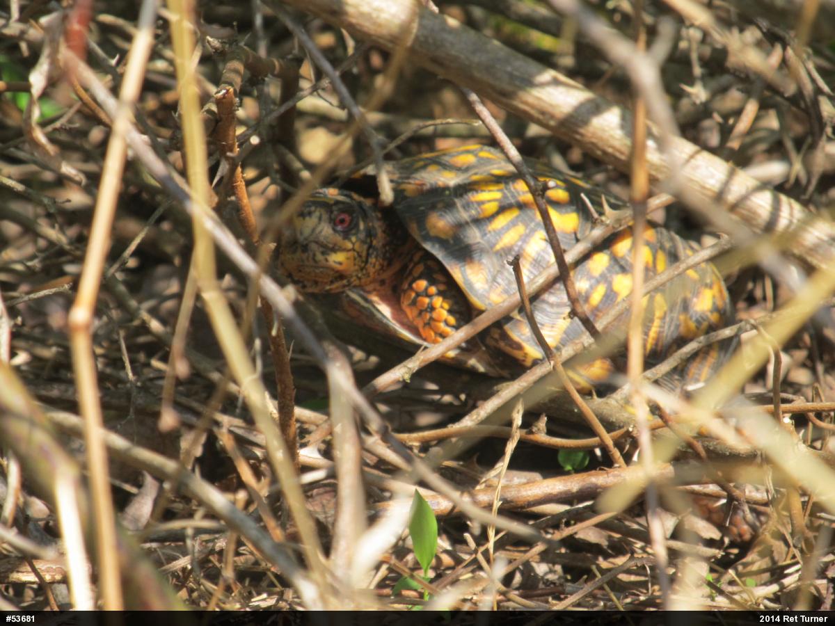 Eastern Box Turtle