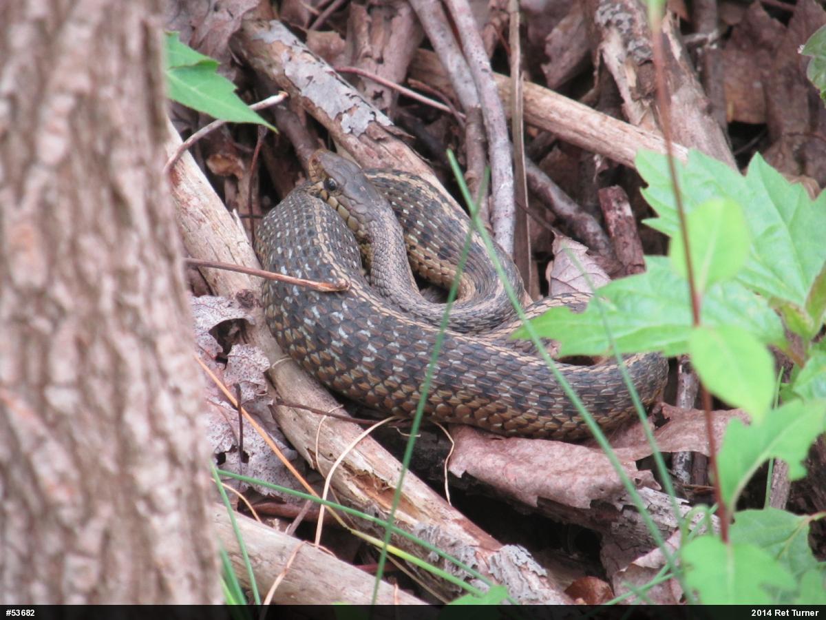 Eastern Gartersnake
