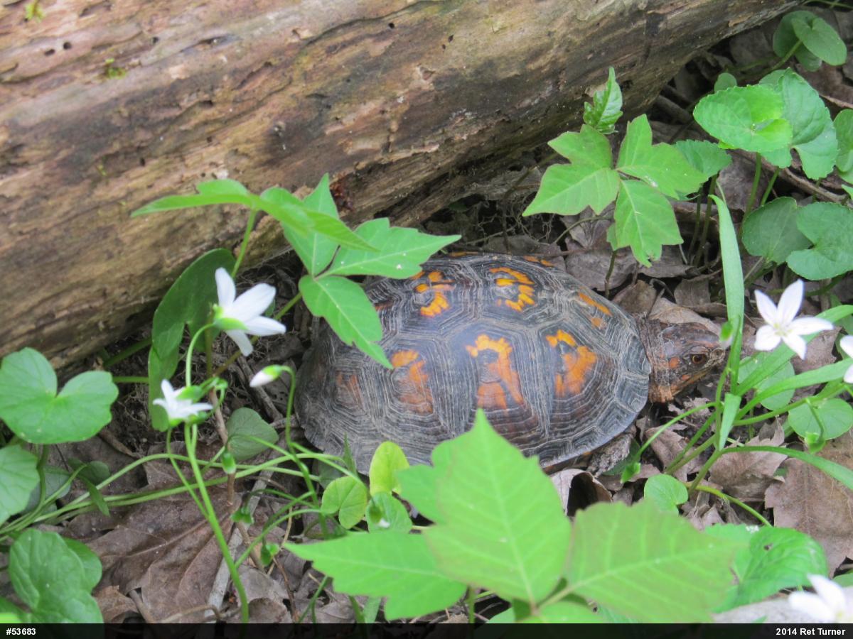 Eastern Box Turtle
