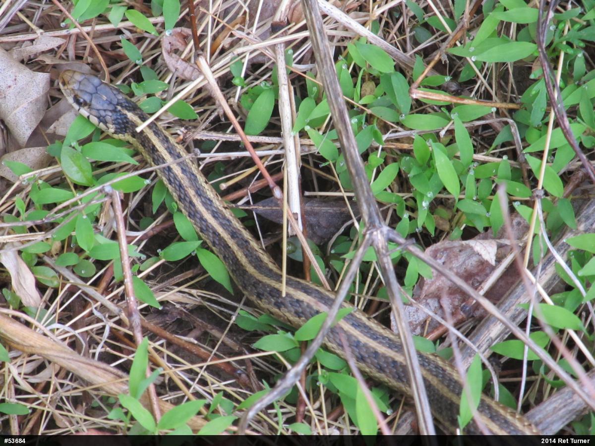 Eastern Gartersnake