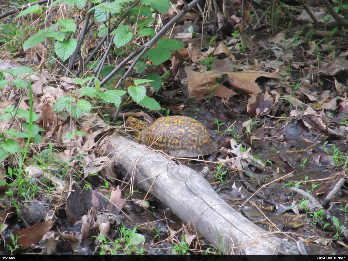 Eastern Box Turtle